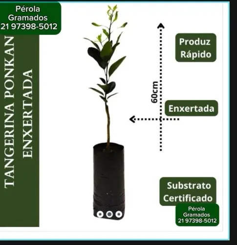 Muda de Tangerina Ponkan Enxertada - Produz Rápido!
