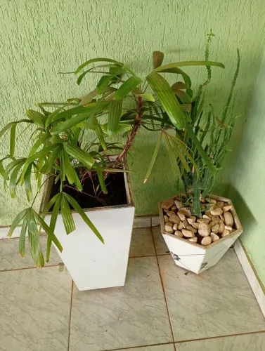 2 vasos de planta ,1 por 70 o menor 60