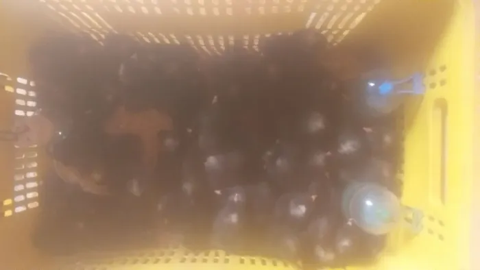 Animais para Agropecuária