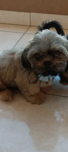 Shitsu filhote macho 