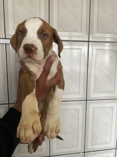 Filhote de Pitbull para o conforto da sua casa 