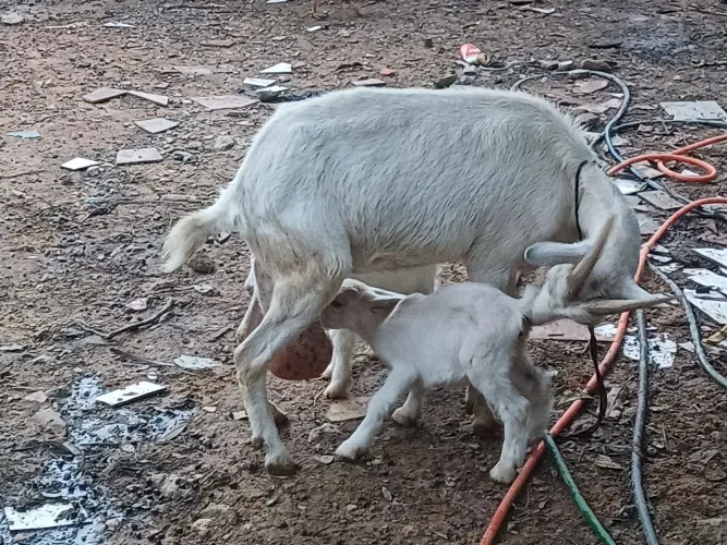 Vendo Cabrita leiteira da raça saanen, parida de casal  de cabeitinhos 
