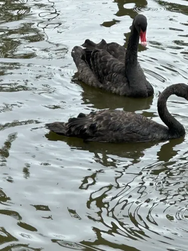 Ganso emu galinha Angola patos marreco boi vaca 