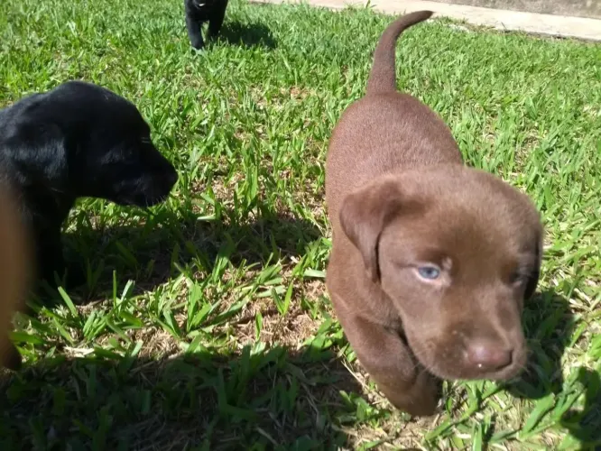 Labrador lindos
