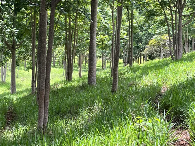 Terra de Cultura com plantio de Madeira Nobre Mogno Africano 
