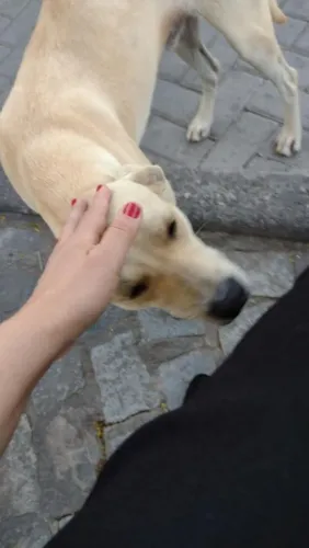 Cuido de pets
