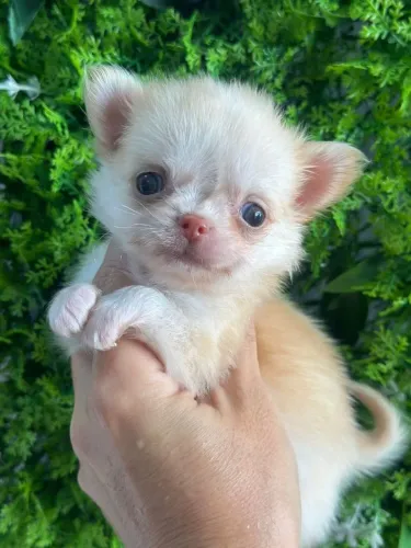 Chihuahua menino micro Pêlo longo. Um charme com seu narizinho rosado.