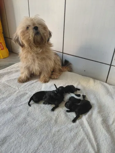 Disponíveis Shih Tzu para reserva