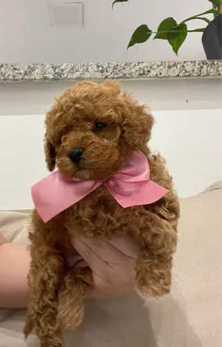 Filhote de Poodle Cor Red Red última oportunidade para você 
