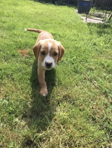 Filhotes de Beagle | Quem ama cachorro entende esse olhar.