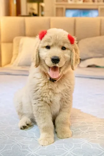 Filhote de cachorro golden retriever saudável de temperamento dócil