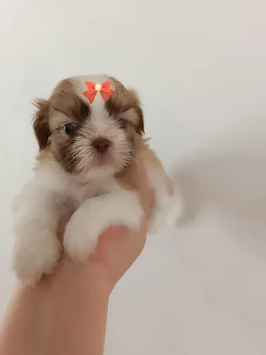 Shitzu