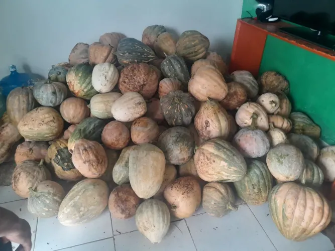 Vende-se jerimum direto do sítio, 2 reais KG!
