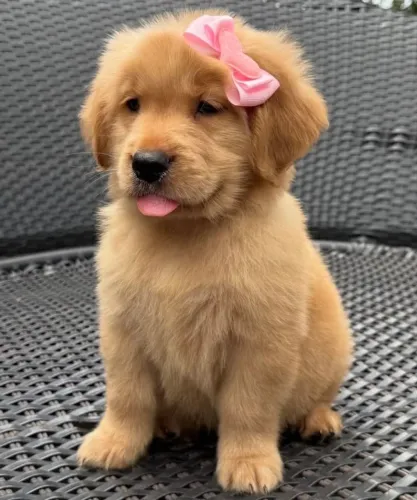 Golden Retriever : uma das raças mais amadas, dócil e apaixonante!