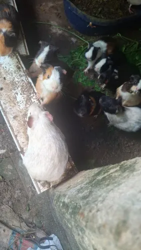 Porquinho da Índia