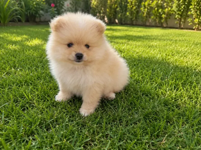 Spitz Alemão Anão