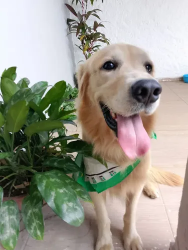 Procuro Fêmea de  Golden Retriver 