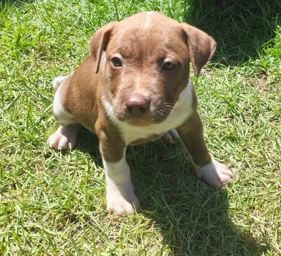 Lindos filhotes de Pitbull puro