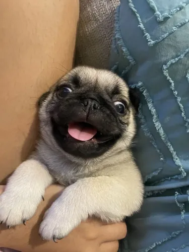 Pug Disponibilidade limitada