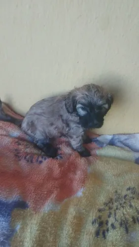 Vende se cães