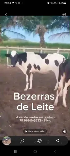 BEZERRAS LEITEIRAS DE ALTO PADRÃO LEITEIRAS