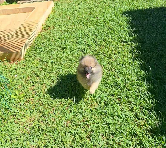 Spitz alemão filhote macho