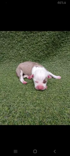  Filhote de American Pit bull Terrier ótimo temperamento  