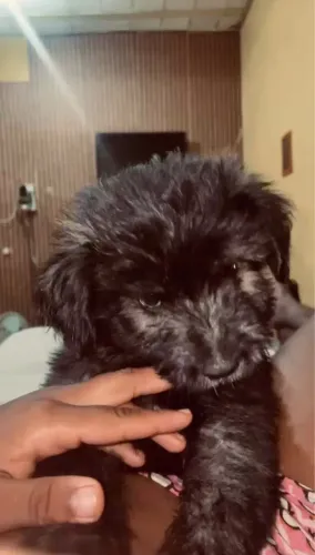 Doace filhote Chow chow 