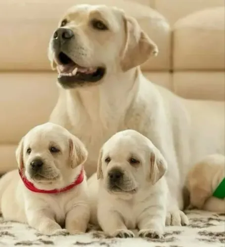Labrador Femea disponível