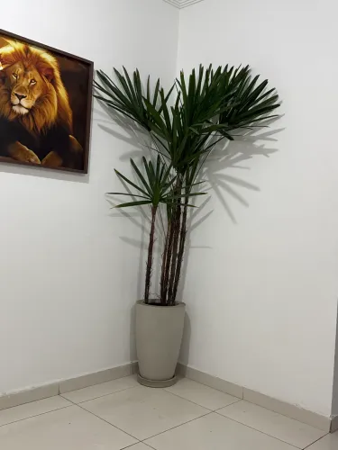 Palmeira Raphis com vaso
