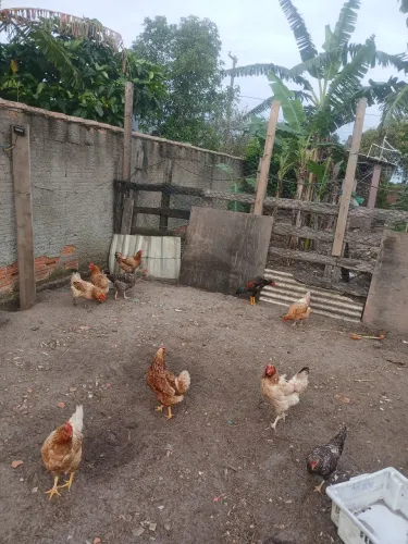 Vendo galinhas e patos