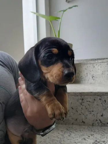 Teckel/Dachshund/Basset O Verdadeiro Salsicha com Pedigree!