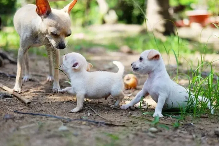chiu x pinscher branco Oportunidade de ouro para ter seu pet. chama 9 9751.6491
