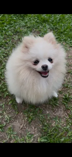 Padreador cruza namoro Lulu da pomerania 