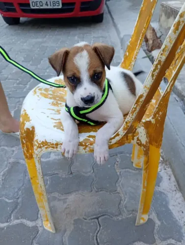 Cachorro Adoção.