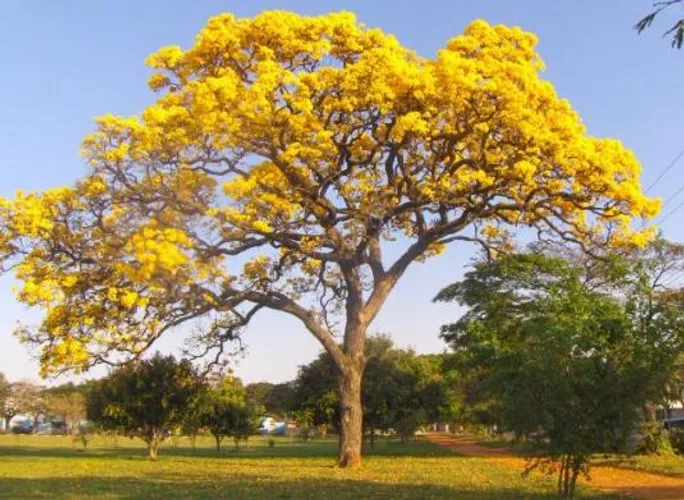 Mudas de ipê amarelo  2 metros  *