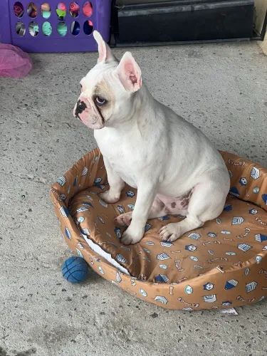 Buldogue Francês