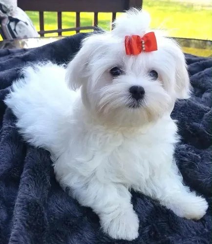 Sua melhor companhia, filhote de maltês micro fêmea 