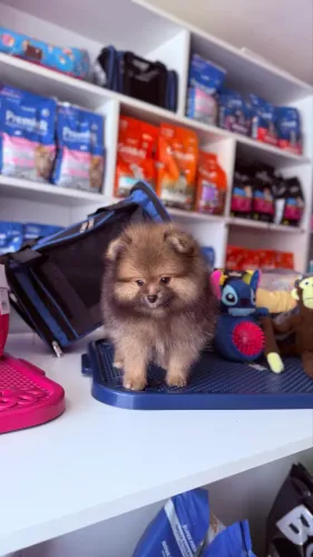 Filhote de Lulu da Pomerania