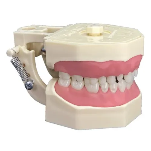MANEQUIM ORAIS DENTISTICA
