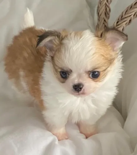 Chihuahua Mini fofinho 