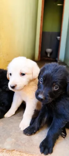 Filhote de Golden Mestiço
