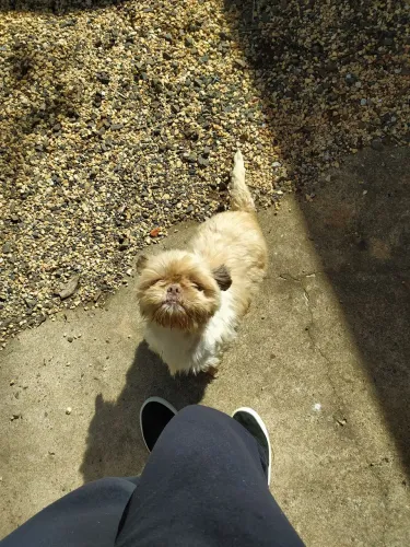 Shih tzu fêmea 