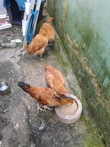 Galinha a venda 3 frangas e um frango mãe ovo azul.