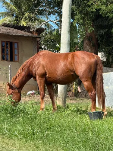 Cavalo Quarto de Milha