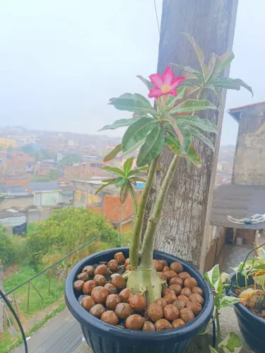 Rosa do deserto 