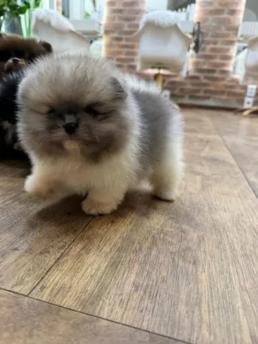 Lulu da Pomerânia - Particolor - Linhagem "Ursinho"