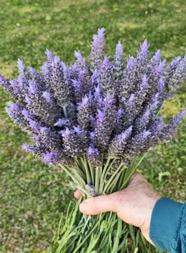 Flor de lavanda (dentata)