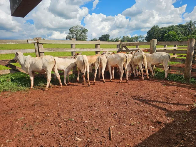 Bezerras