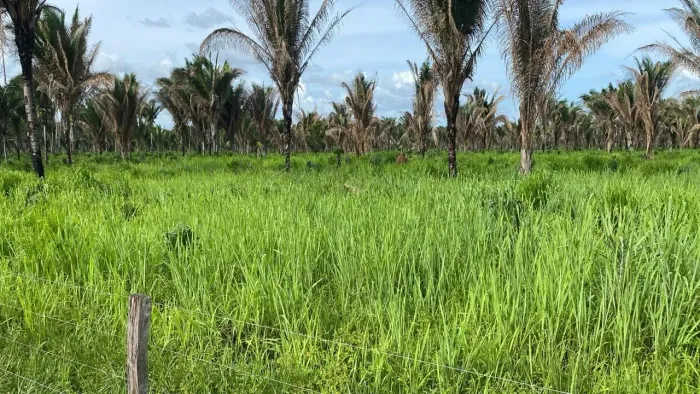Fazenda c/ 700 hectares.